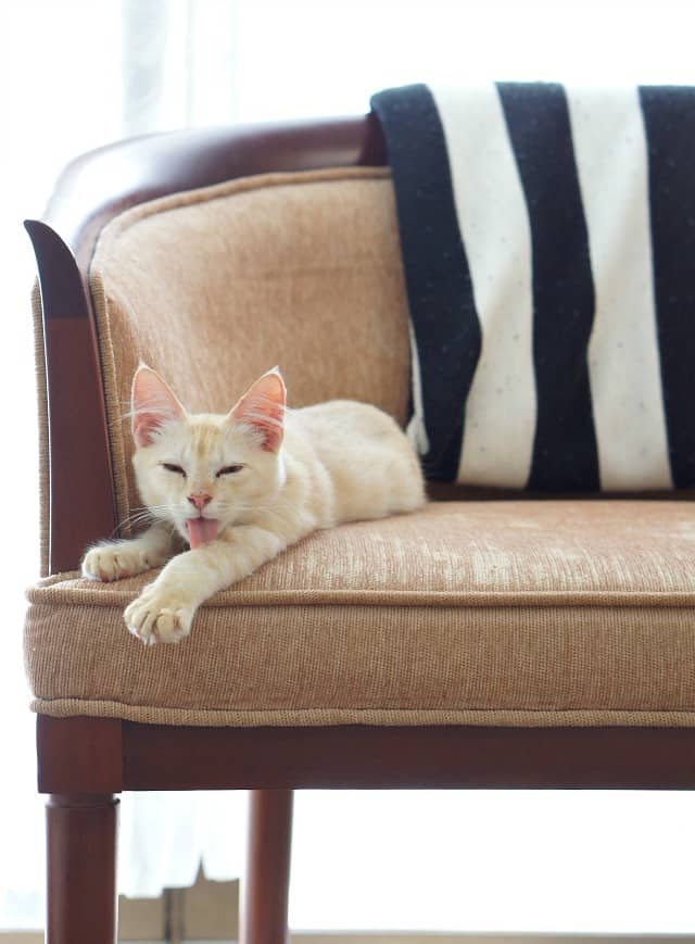 A white cat on a carmel barrel chair with a white and black striped throw blanket. 