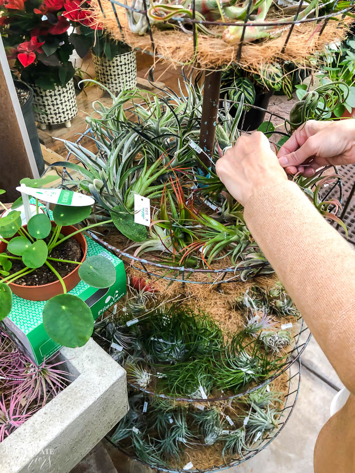Air plants in the store. 